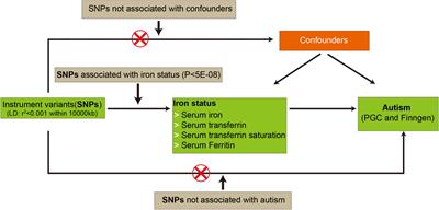 The causal association between iron status and the risk of autism: A Mendelian randomization study